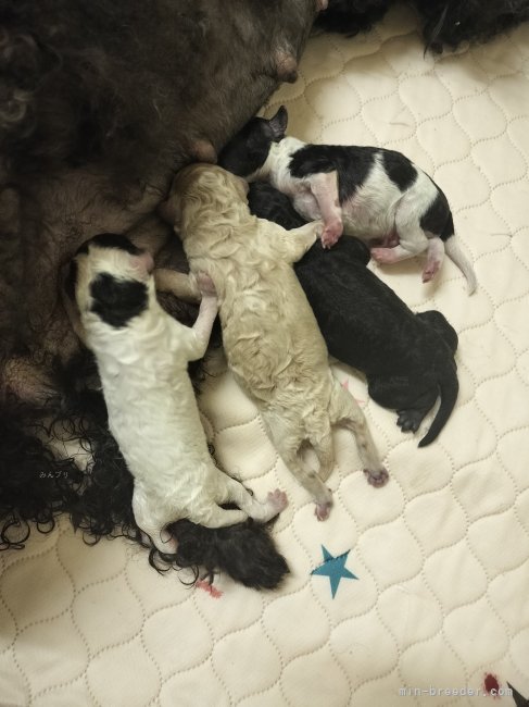 三輪佳代子ブリーダーのブログ：産まれました💕