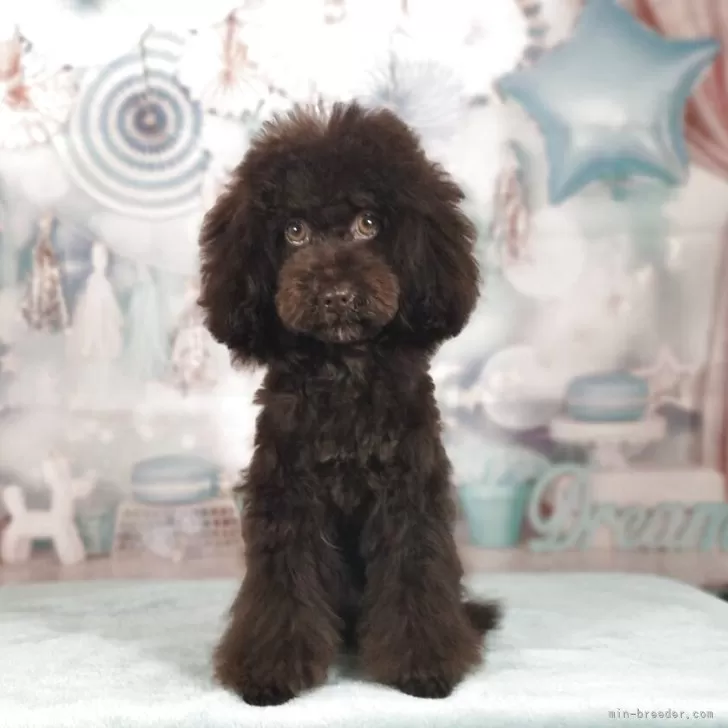 ID:2411-05913の子犬