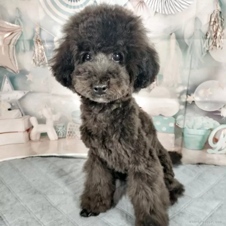 ID：2503-02380の子犬