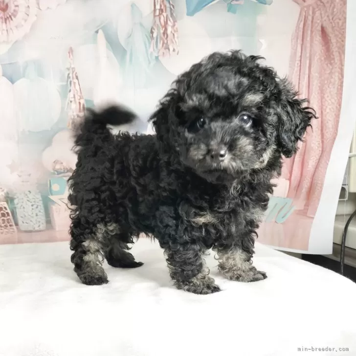 ID:2505-04392の子犬