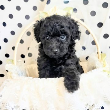タイニープードル【千葉県・女の子・2025年8月21日・ブラック】の写真「とってもお顔が可愛い人気の黒プーちゃん💕」
