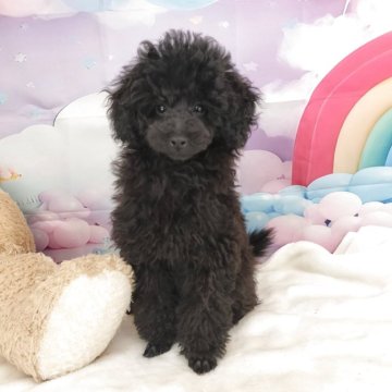 タイニープードル【千葉県・女の子・2025年8月21日・ブラック】の写真「とってもお顔が可愛い人気の黒プーちゃん💕」