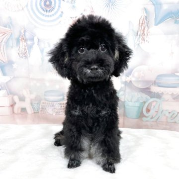 トイプードル(トイ)のブラック系の子犬を探す｜ブリーダー直販の