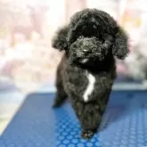 タイニープードル