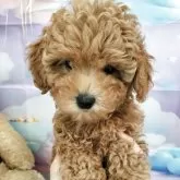 トイプードル(トイ)