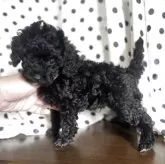 タイニープードル【千葉県・男の子・2025年8月21日・ブラック】の写真7