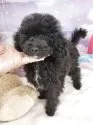 タイニープードル【千葉県・男の子・2025年8月21日・ブラック】の写真3