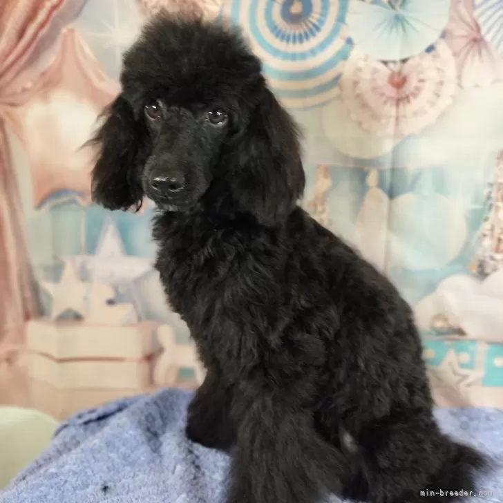 ID:2405-00117の子犬