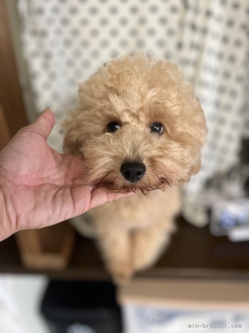 トイプードル【・女の子・2024年2月17日・アプリコット】