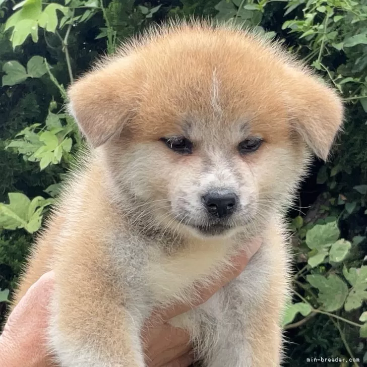 ID:2508-04792の子犬