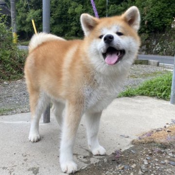 秋田犬【岐阜県・男の子・2024年11月26日・赤】の写真「元気いっぱいな男の子」
