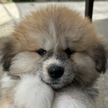 秋田犬【岐阜県・男の子・2025年4月29日・赤(長毛)】の写真「モフモフ」