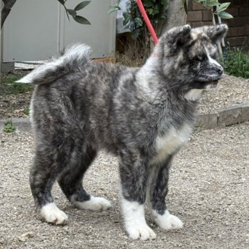 秋田犬【岐阜県・男の子・2024年12月10日・虎】の写真「人懐っこい男の子」
