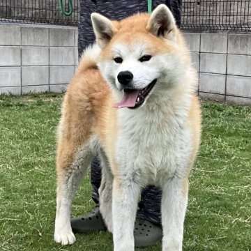 秋田犬【岐阜県・男の子・2024年10月26日・赤】の写真「おっとりした男の子」