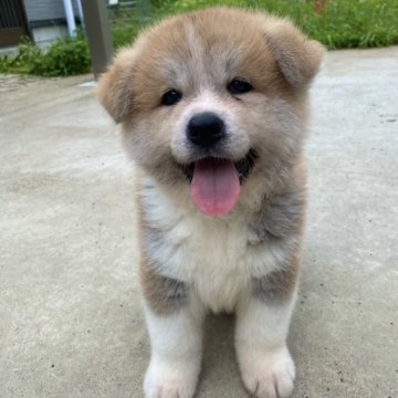 秋田犬【岐阜県・男の子・2025年5月2日・赤】の写真「人懐っこくて可愛い男の子」