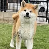 秋田犬