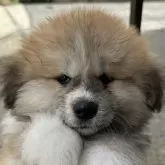 秋田犬