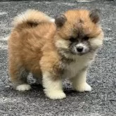 秋田犬