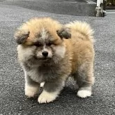 秋田犬【岐阜県・男の子・2024年11月16日・赤(長毛)】の写真1