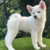 秋田犬
