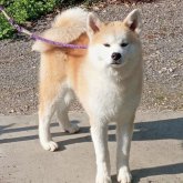 秋田犬
