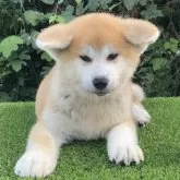 秋田犬