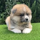 秋田犬
