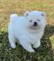 秋田犬【岐阜県・男の子・2024年10月17日・白】の写真2