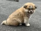 秋田犬【岐阜県・男の子・2024年11月16日・赤(長毛)】の写真2