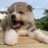 秋田犬【岐阜県・男の子・2025年5月2日・赤】の写真3