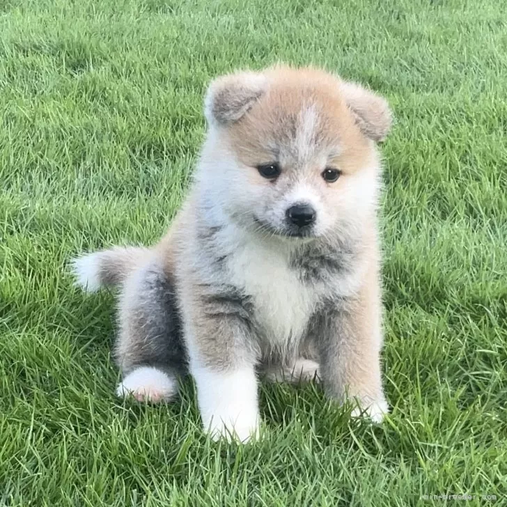 T.Y 様のお迎えした子犬