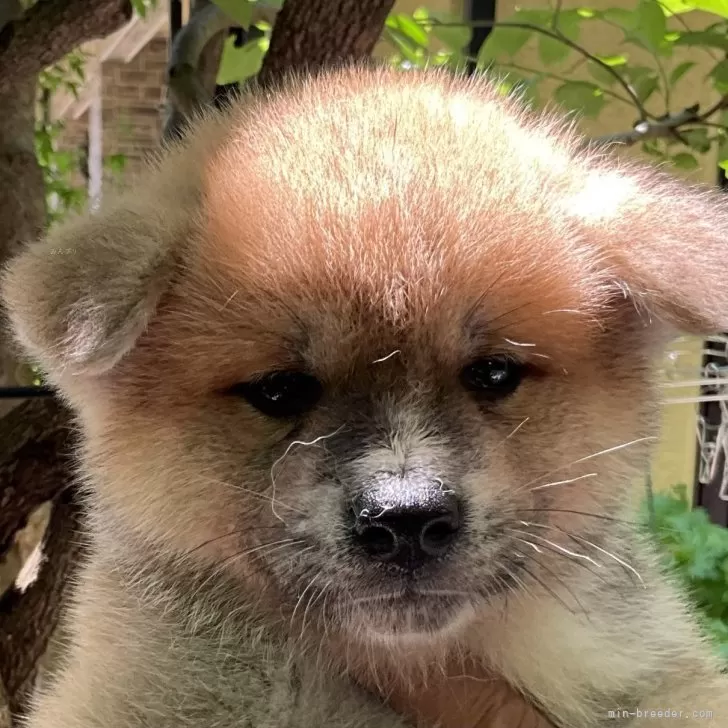 ID:2407-02027の子犬