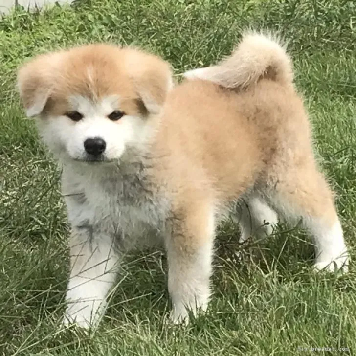ID:2210-02266の子犬