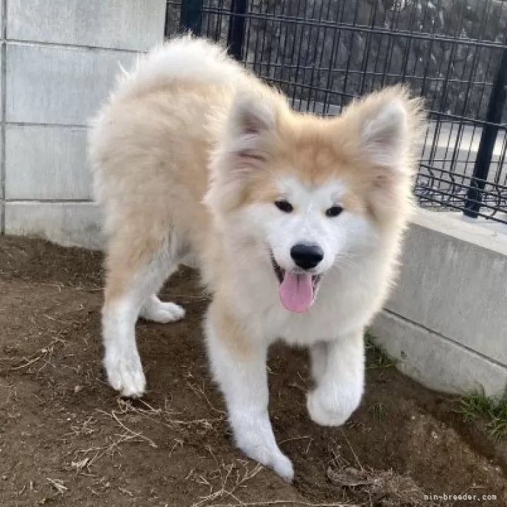 ID:2312-03790の子犬
