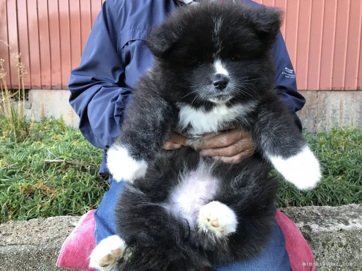 ID：2012-00071の子犬