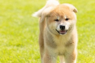 秋田犬【岐阜県・女の子・2021年5月16日・赤】の写真「赤毛の女の子」