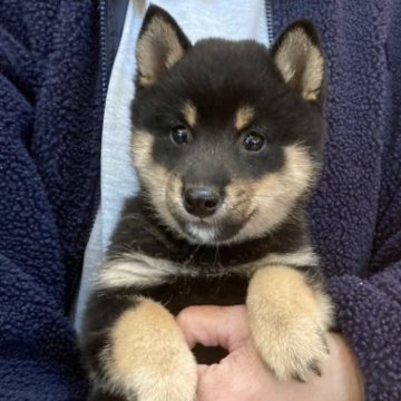 柴犬(豆柴)【岐阜県・男の子・2023年9月28日・黒毛】の写真「イケメン君(*^^*)」