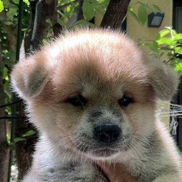 秋田犬【岐阜県・男の子・2024年5月25日・赤】の写真「超ハイスペック‼」