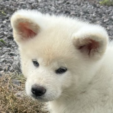 秋田犬【岐阜県・男の子・2024年8月10日・白】の写真「元気いっぱいな男の子」