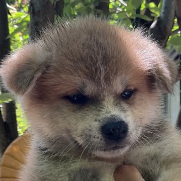 秋田犬【岐阜県・男の子・2024年5月25日・赤】の写真「超ハイスペック‼」