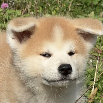 秋田犬【岐阜県・女の子・2024年8月10日・赤】の写真「人懐っこいかわいい女の子」
