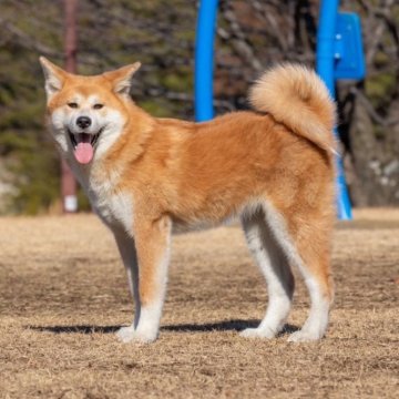 秋田犬【岐阜県・女の子・2023年7月11日・赤】の写真「元気いっぱいな女の子^_^」