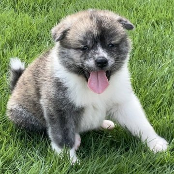秋田犬【岐阜県・女の子・2024年7月4日・虎】の写真「見たら分かります！」