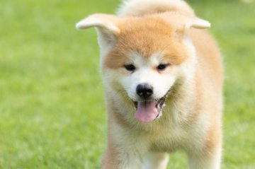 秋田犬【岐阜県・女の子・2021年5月16日・赤】の写真「赤毛の女の子」