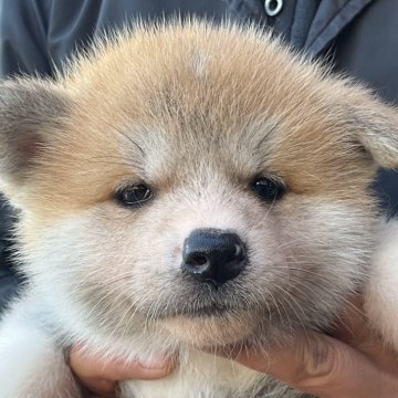 秋田犬【岐阜県・女の子・2024年4月2日・赤】の写真「見たら分かります！」