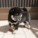 柴犬(標準サイズ)【三重県・女の子・2025年2月26日・黒】の写真2