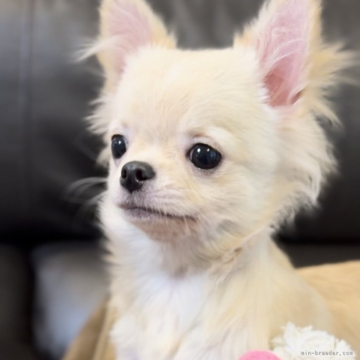 ブリーダー画像