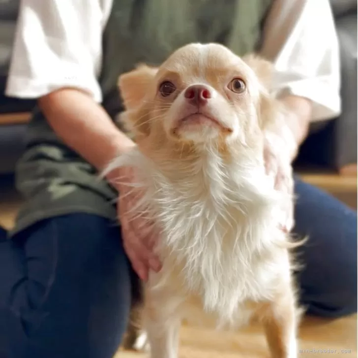 ID：2508-06007の子犬