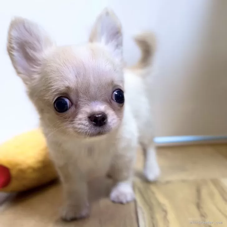 チワワ(ロング)【静岡県・男の子・2025年5月16日・クリーム&ホワイト】の写真1