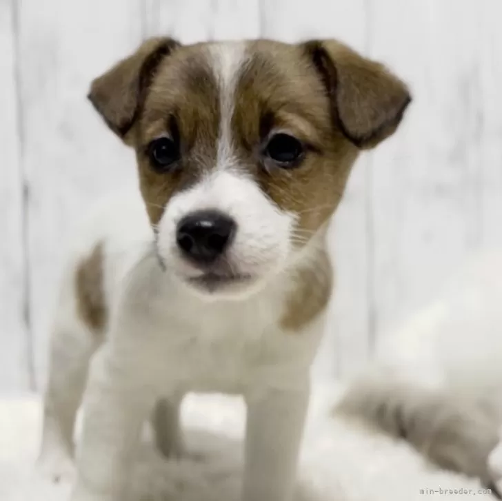 ID:2502-03944の子犬